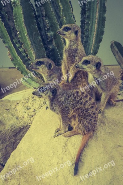 Meerkat Stone Wild Animal Animal World Nature