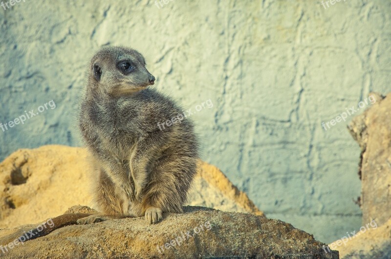 Meerkat Stone Wild Animal Animal World Nature