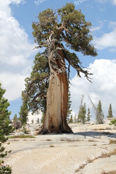 Tree Cedar Nature Forest Wood