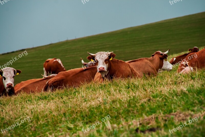 Cow Pasture Mountains Meadow Pasture Free Photos