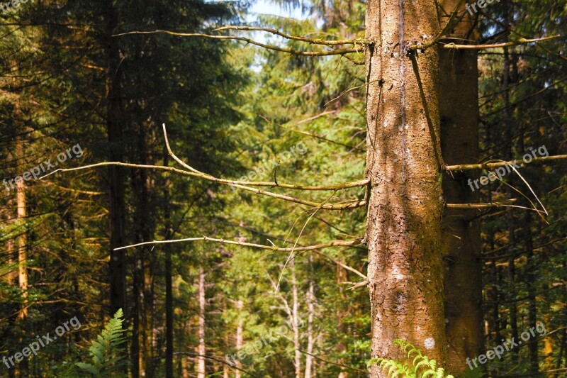 Forest Black Forest Old Fir Tree Free Photos