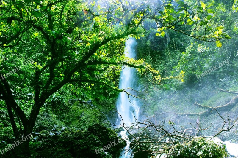 Green Waterfall Rain Forest Plants Wood