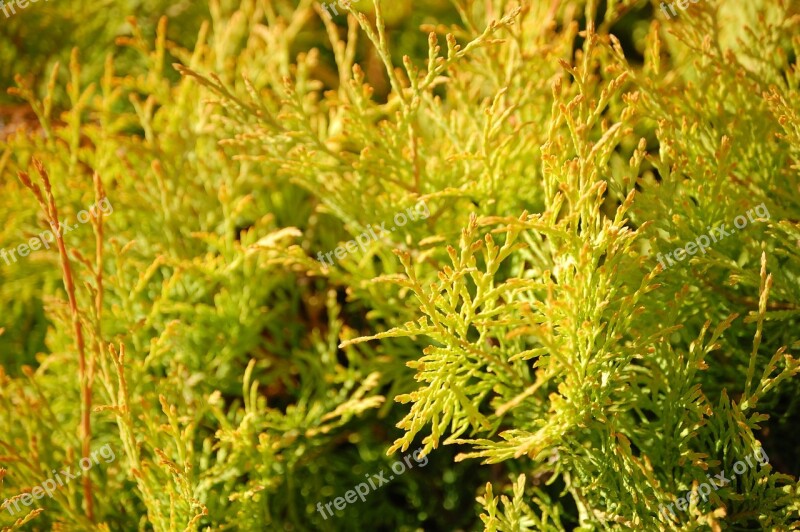 Thuja Thuya Green Fence Tui Bush Forest