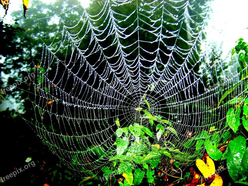 Cobweb Foliage Green Macro Forest