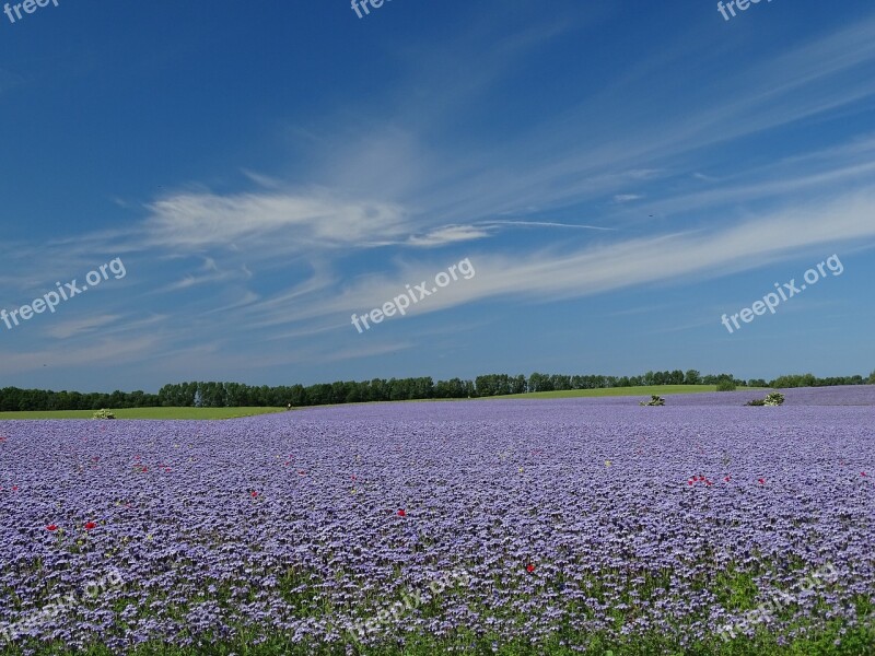 Rügen Place Nature Distance Purple