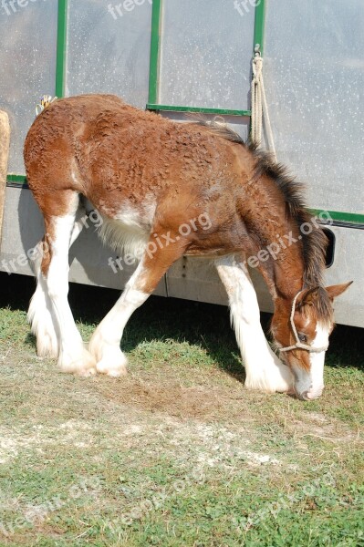 Clydesdale Foal Horse Pasture Eat Grass