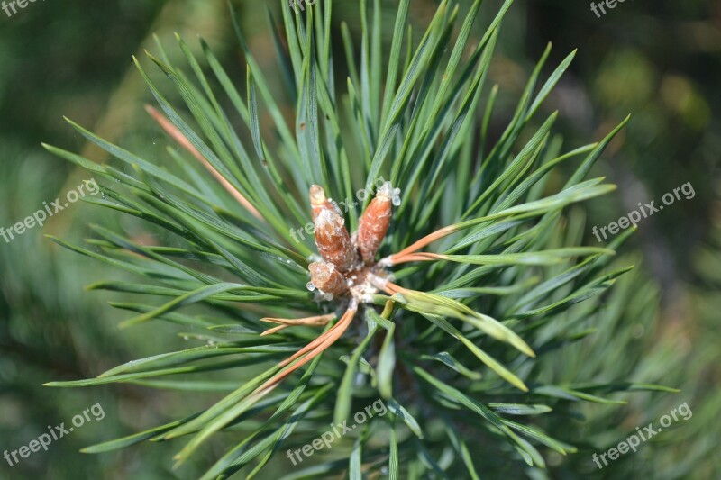 Pine Pine Tree Green Bush Green Forest