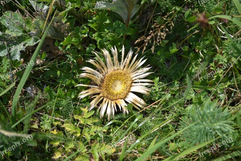 Sunflower Dead Flower Flower Dead Dry