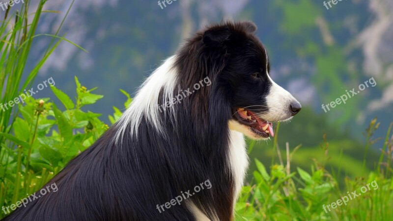 Dog British Sheepdog Border Collie Purebred Dog Collie