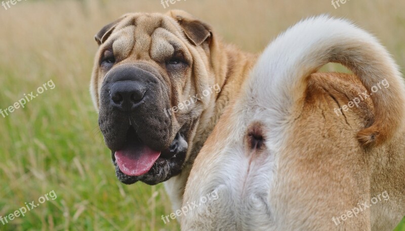 Dog Sharpei Animal Ass Free Photos