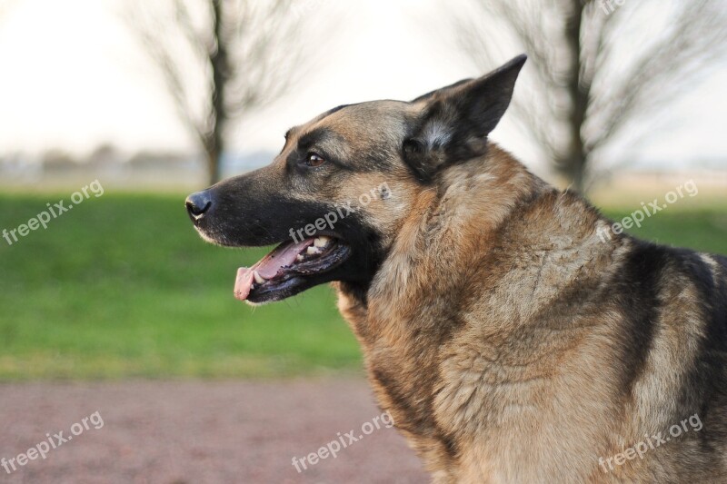 Dog German Shepherd Animal Profile Free Photos