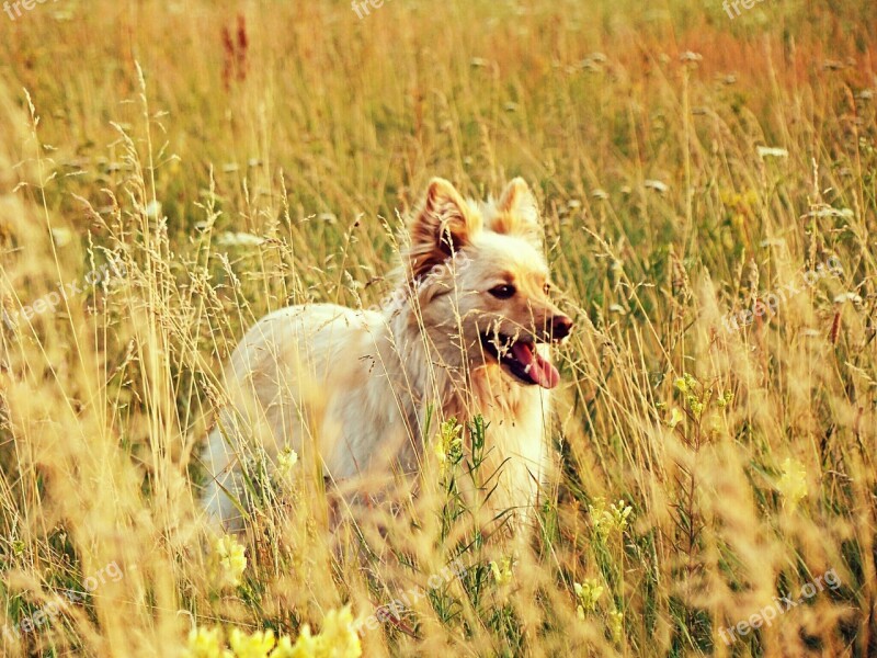 Redhead Dog Field Steppe Plants