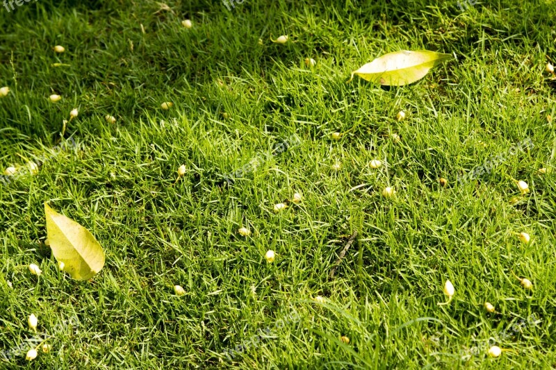 Lawn Green Grass Green Lawn Grass Leaves On Lawn Natural Lawn