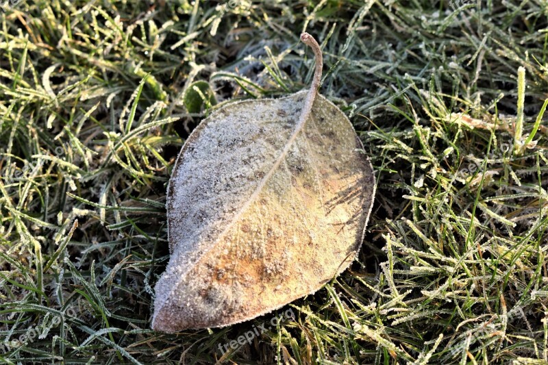 Frost Mature Cold Sheet Frozen Nature