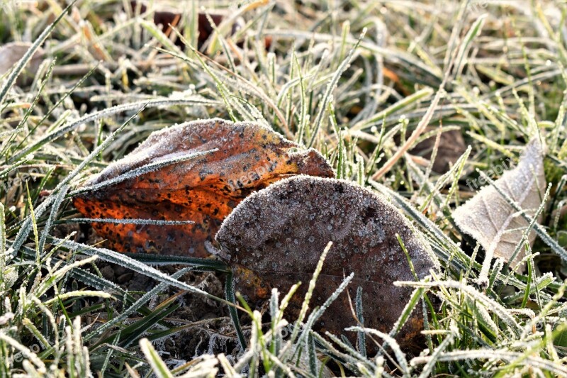 Frost Mature Cold Sheet Frozen Nature