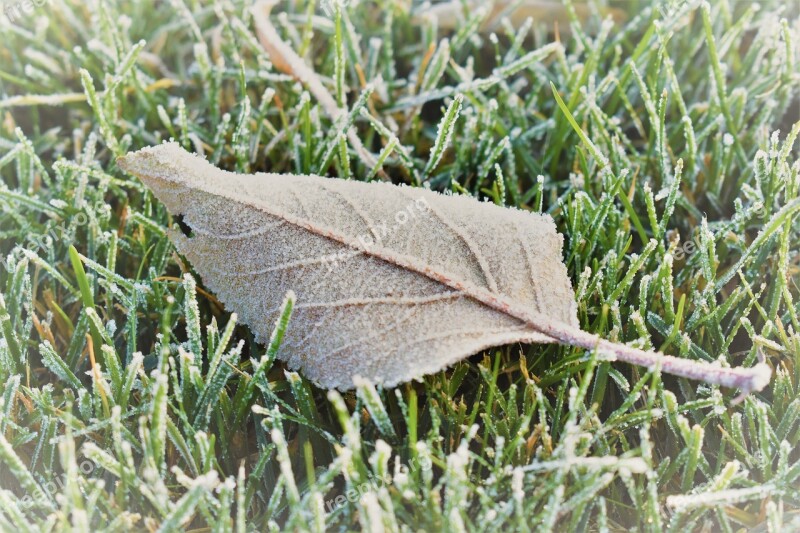 Frost Mature Cold Sheet Frozen Nature