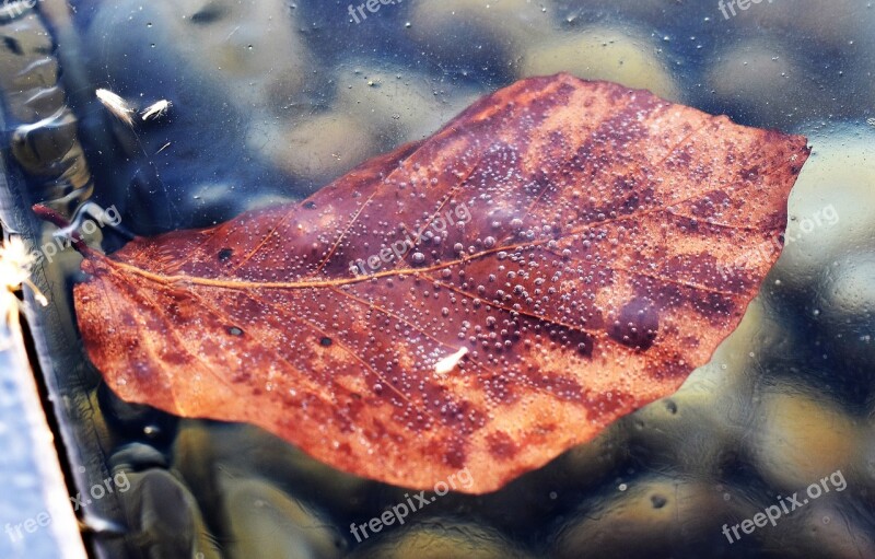 Ice Pond Frozen Leaf Cold