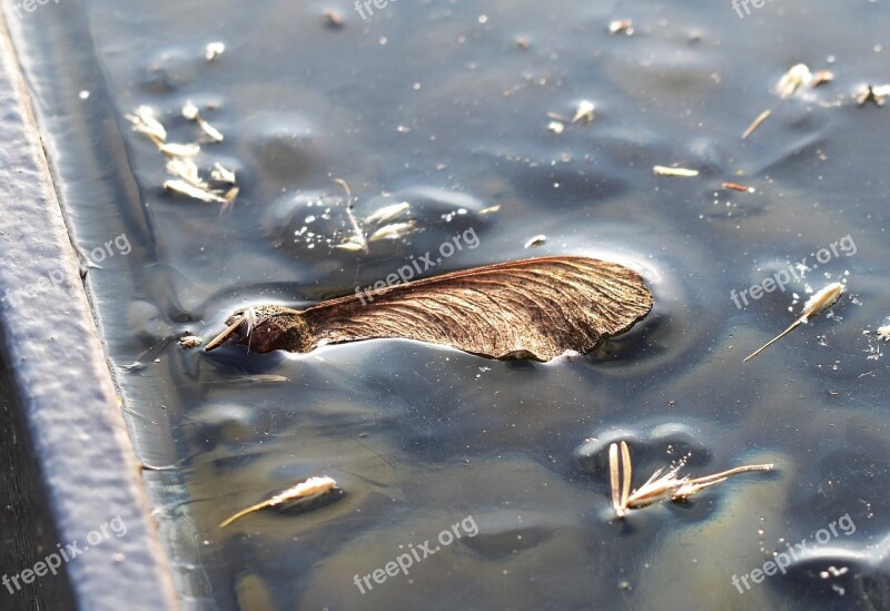 Ice Pond Frozen Water Leaf