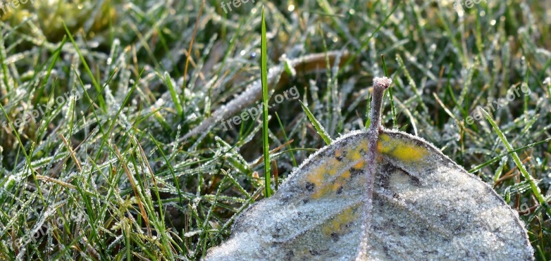 Frost Mature Cold Sheet Frozen Nature