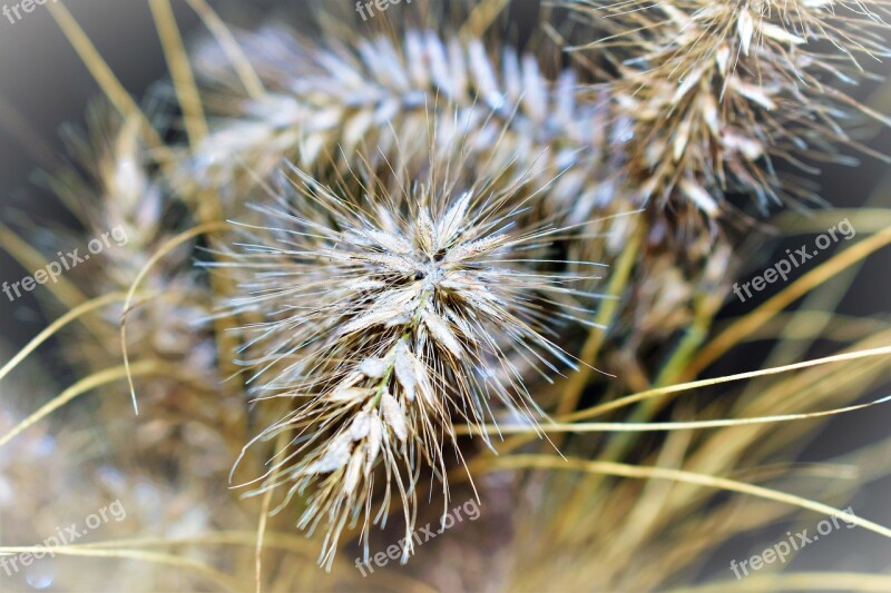 Grass Ripe Nature Autumn Hoarfrost