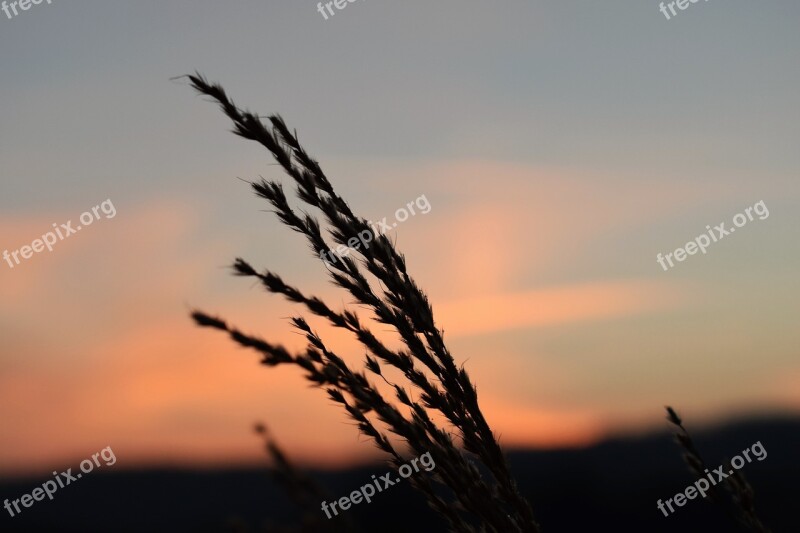 Grass Morgenrot Skies Backlighting Landscape