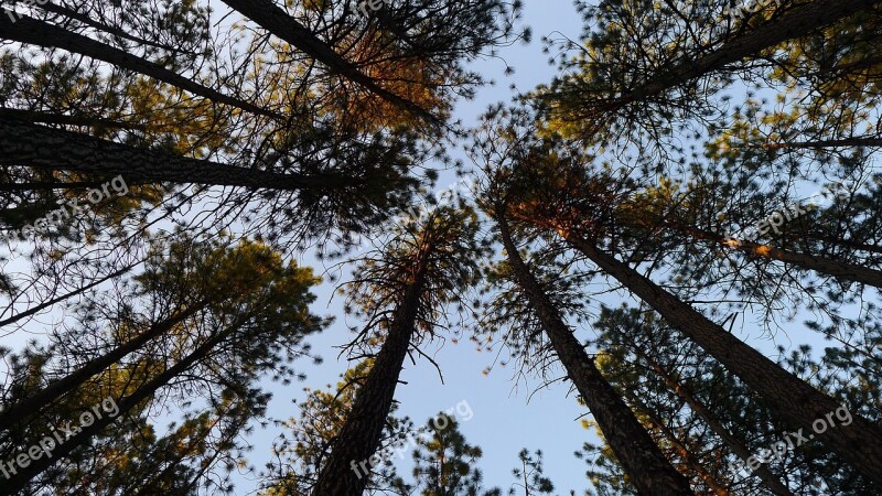 Trees Pine Trees Sky Tree Background Free Photos