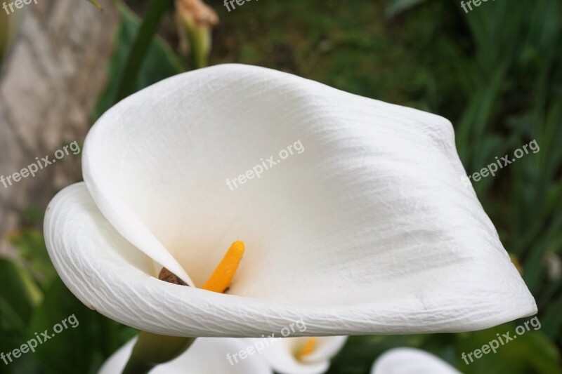 Flower Arum Flora Flowering White