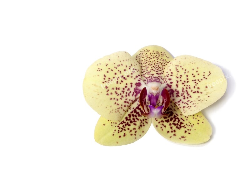 Phalaenopsis Orchid Phalaenopsis Orchid Tropical Flower