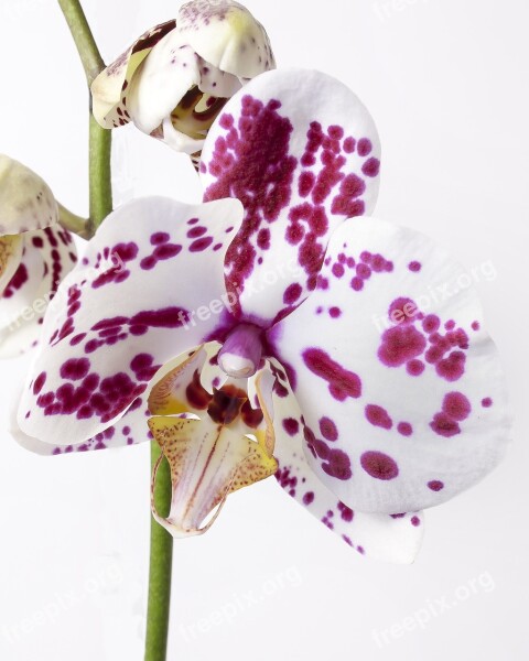 Phalaenopsis Orchid Phalaenopsis Orchid Tropical Flower