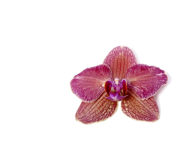 Phalaenopsis Orchid Phalaenopsis Orchid Tropical Flower