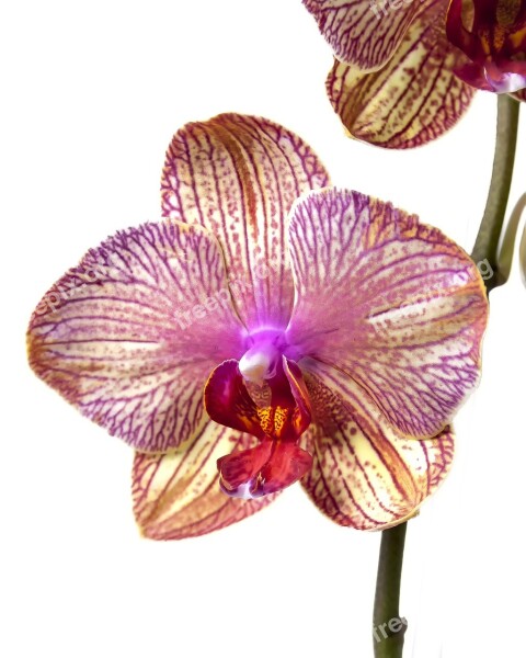 Phalaenopsis Orchid Phalaenopsis Orchid Tropical Flower