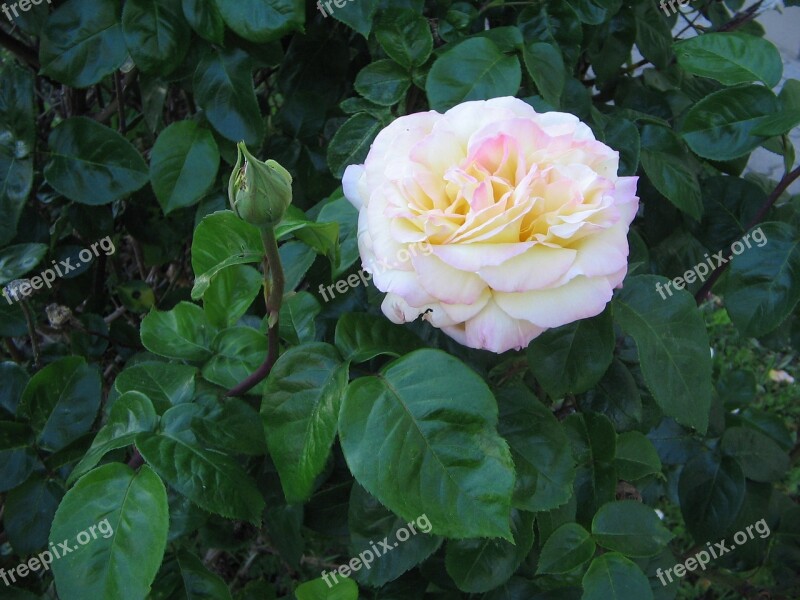 Rose Bloom Plant Flower Pale