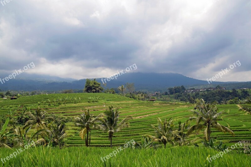 Bali Indonesia Travel Rice Terraces Panorama