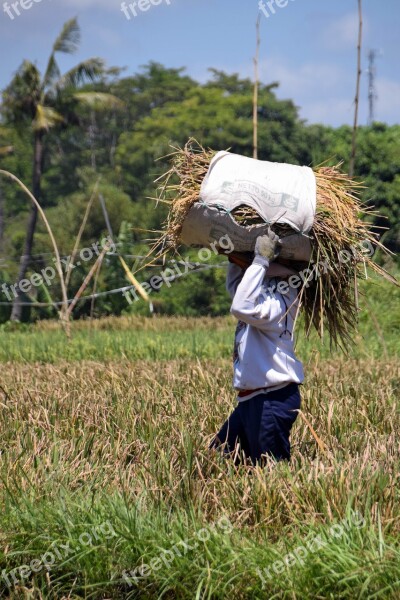 Bali Indonesia Travel Paddy Harvest