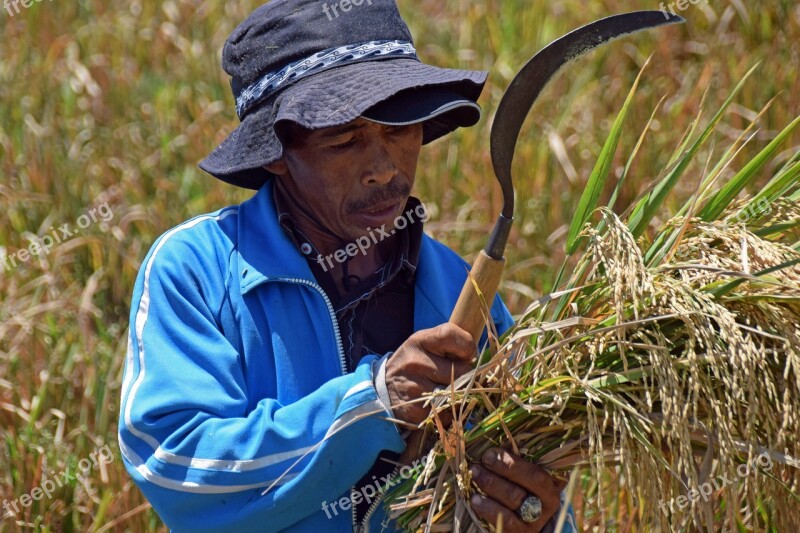 Bali Indonesia Travel Rice Fields Harvest