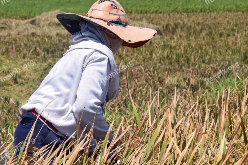 Bali Indonesia Travel Rice Fields Harvest