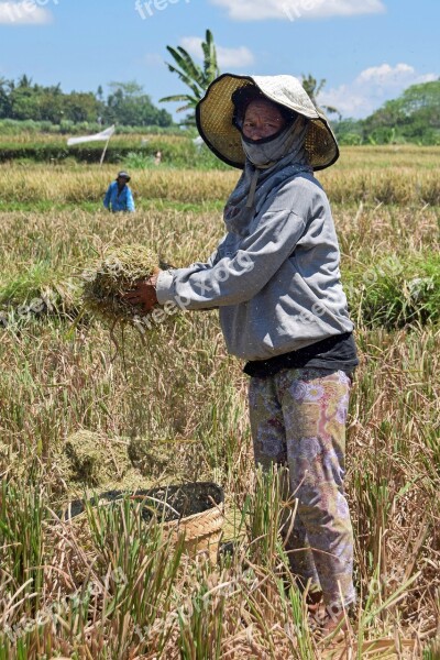 Bali Indonesia Travel Rice Fields Harvest