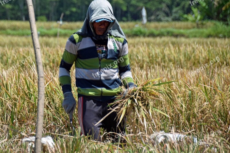 Bali Indonesia Travel Rice Fields Harvest