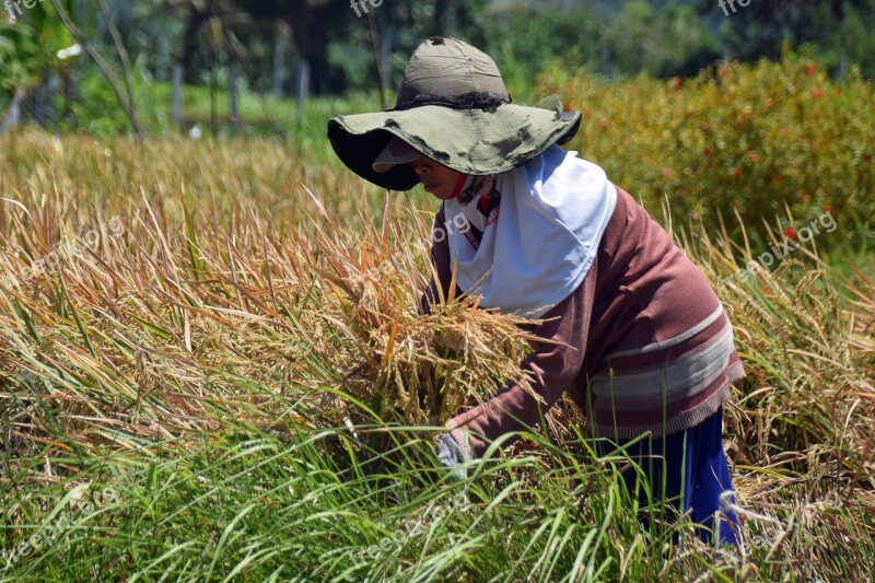 Bali Indonesia Travel Rice Fields Harvest