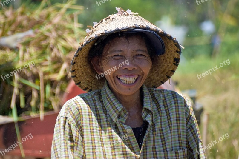 Bali Indonesia Travel Rice Fields Harvest