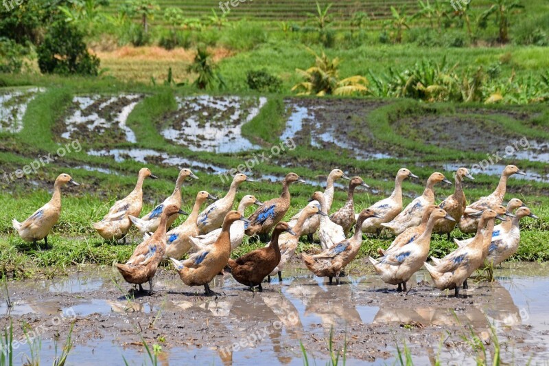 Bali Indonesia Travel Rice Fields Landscape