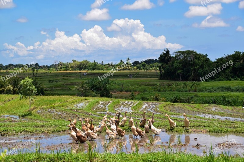 Bali Indonesia Travel Rice Fields Landscape