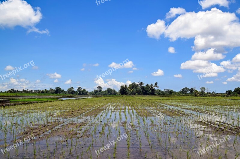 Bali Indonesia Travel Rice Fields Panorama