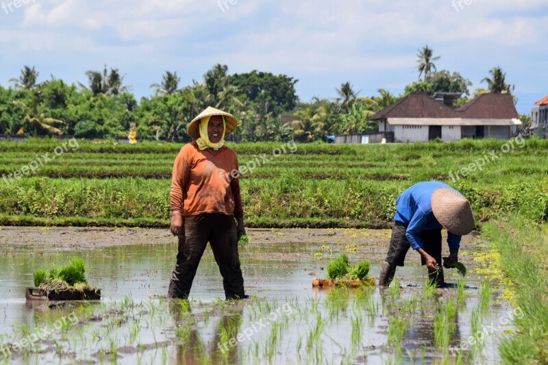 Agriculture Bali Indonesia Travel Rice Fields