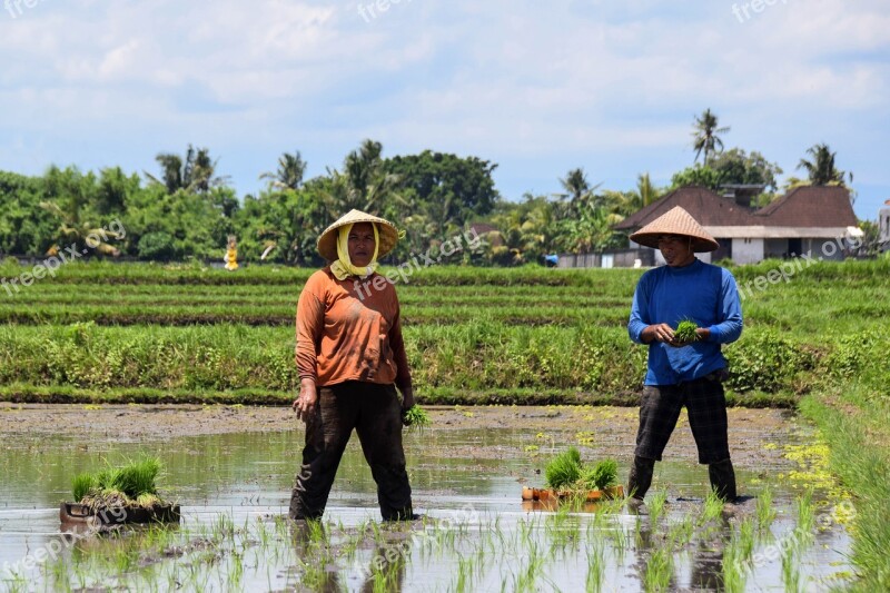 Bali Indonesia Rice Rice Fields Panorama