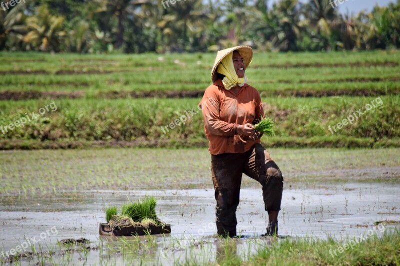 Bali Indonesia Travel Rice Fields Panorama