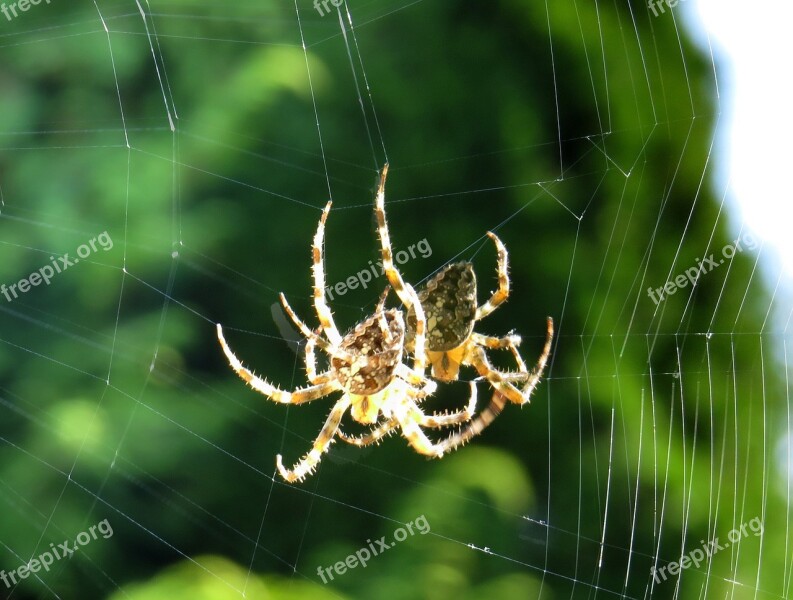 Cross Spider Spider Close Up Cobweb Insect