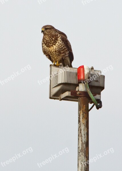 Buzzard Raptor Nature And Technology Bird Bird Of Prey