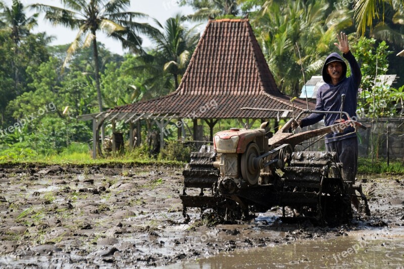 Agriculture Rice Fields Bali Indonesia Rice