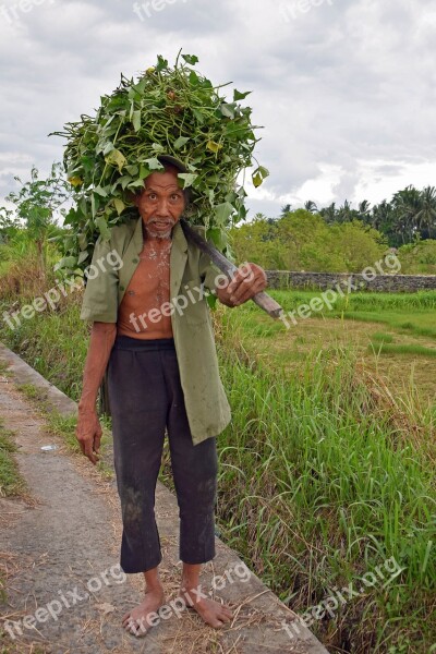 Bali Indonesia Travel Rice Fields Bauer